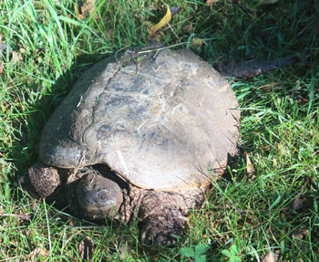 Snapping Turtle